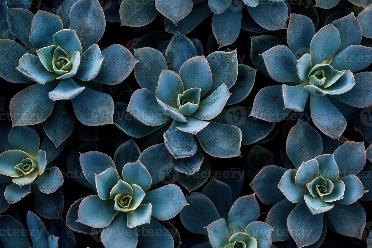 Aerial view of various succulent plants in dark tones. photo