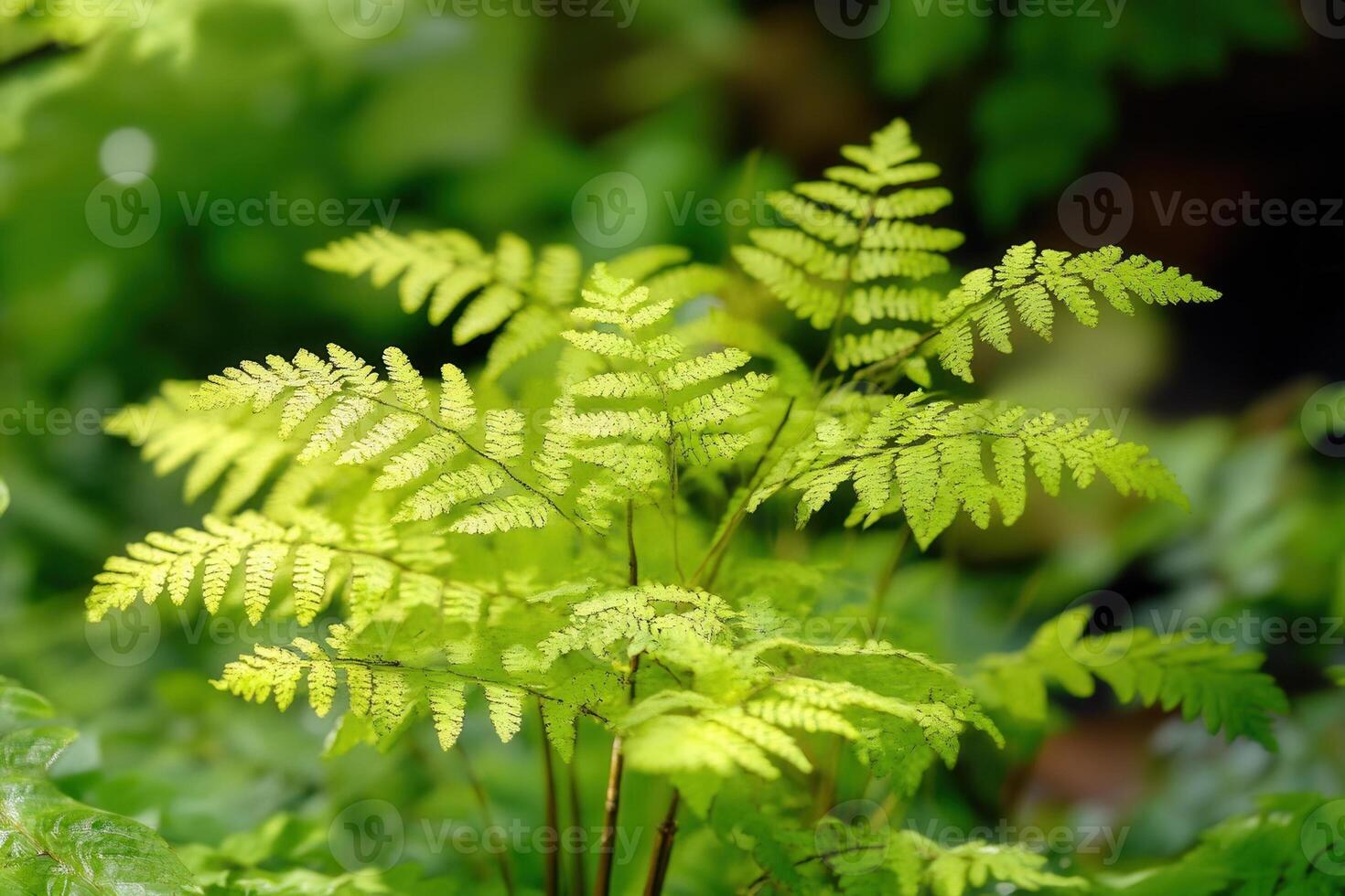 Bright green fern leaves in a lush environment. photo
