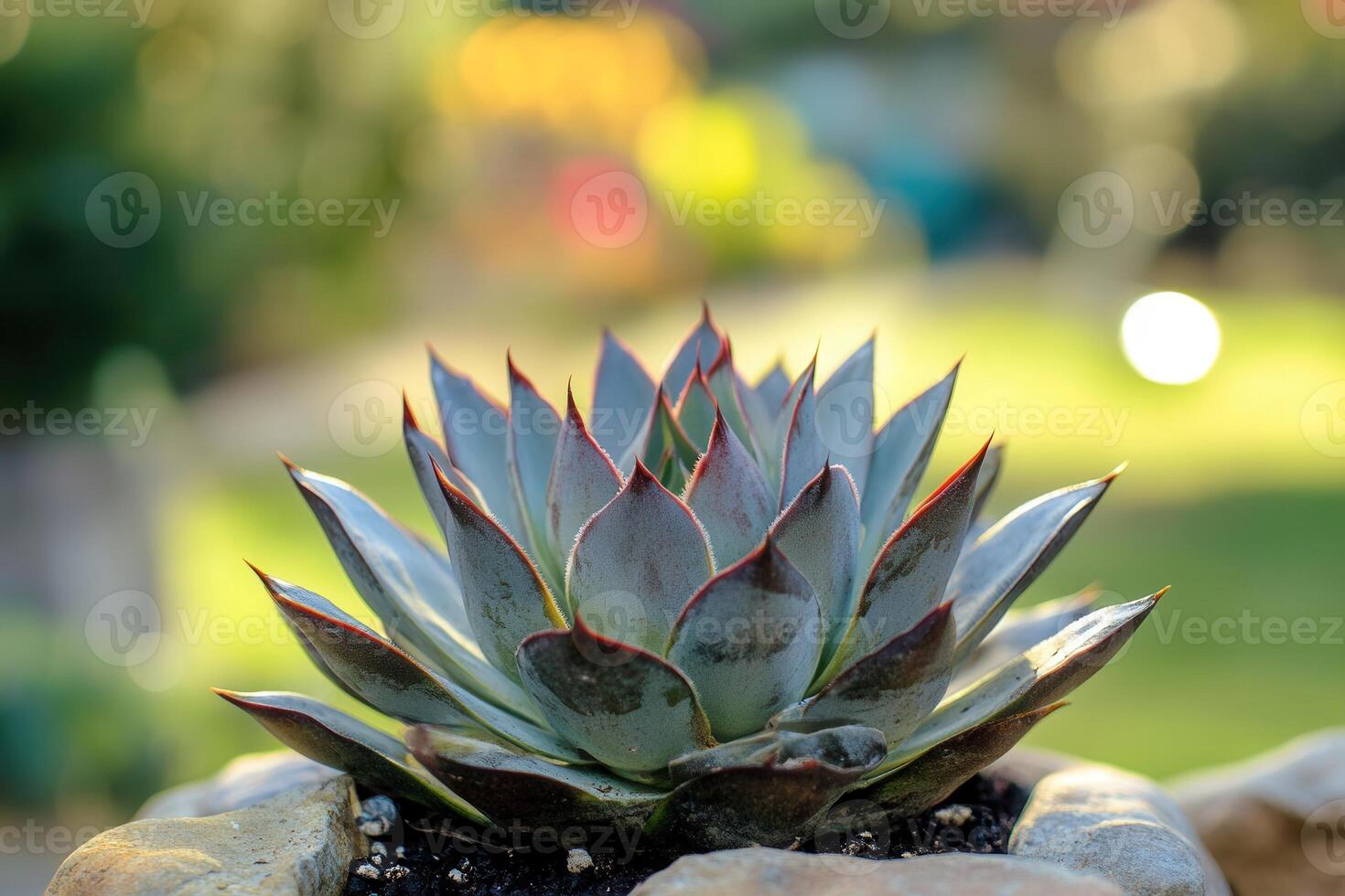 A vibrant succulent plant in a garden setting. photo
