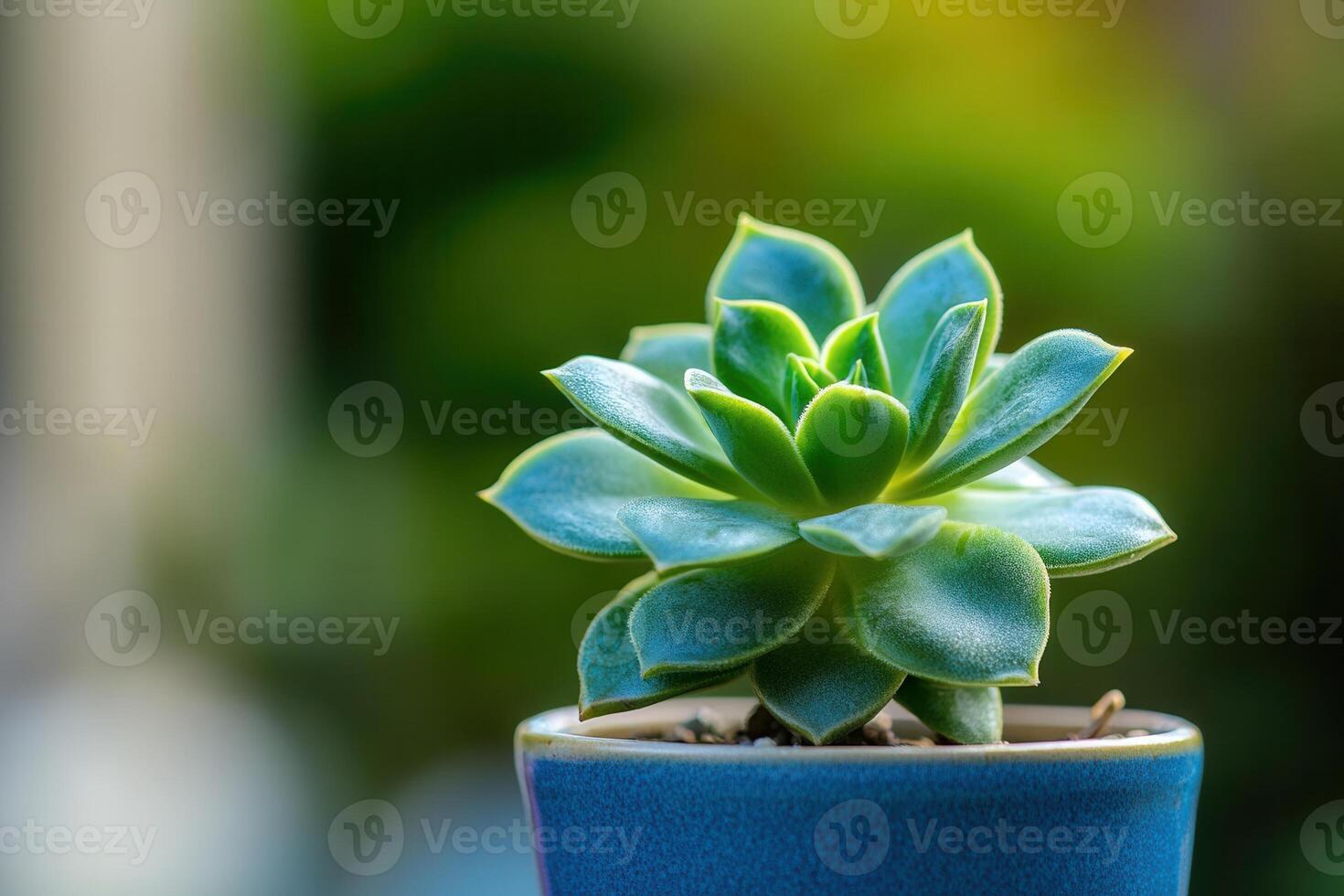 A vibrant succulent plant in a decorative pot. photo