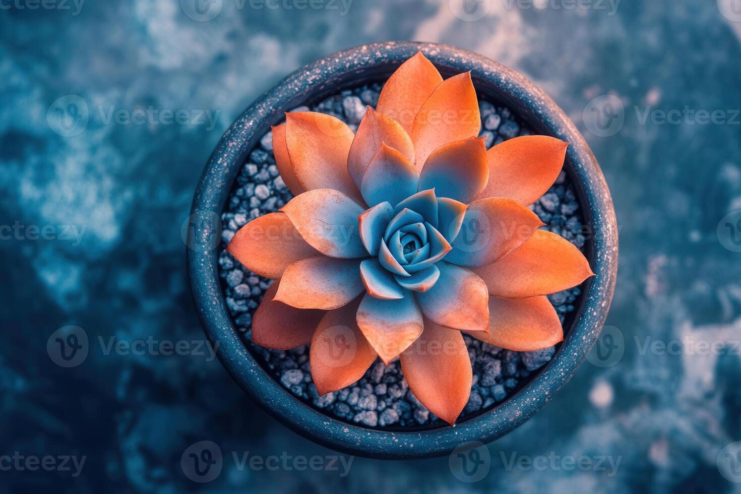 A vibrant succulent plant in a decorative pot. photo