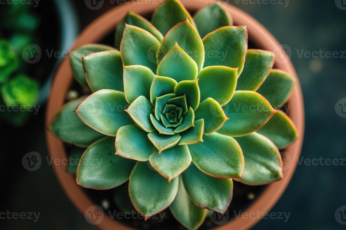 A vibrant succulent plant in a terracotta pot. photo
