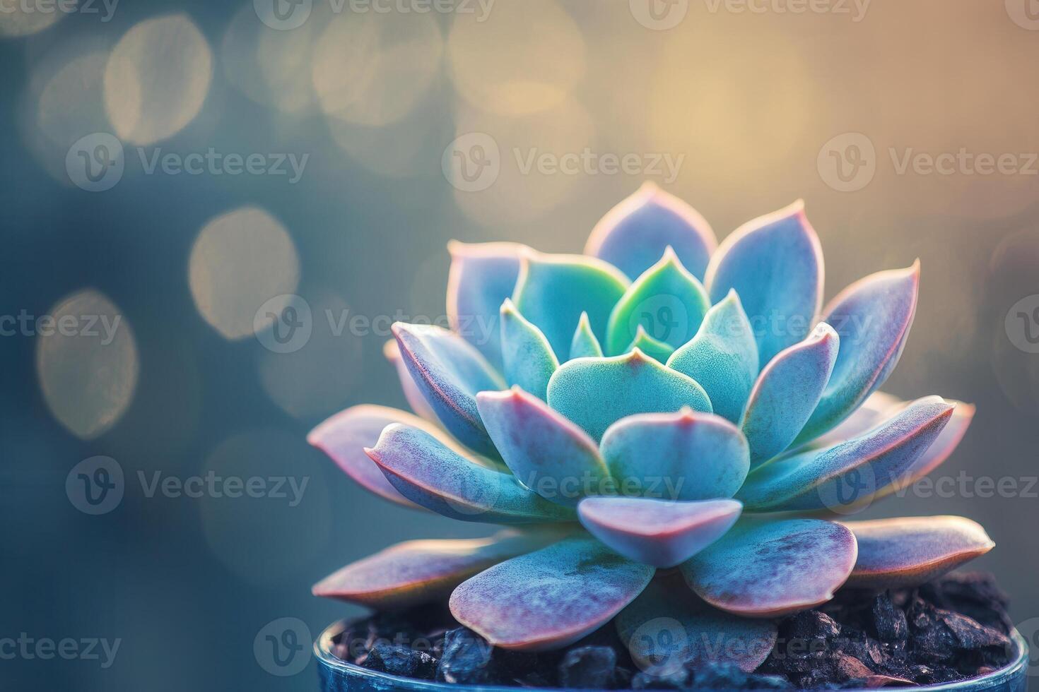 A vibrant succulent plant in soft focus background. photo