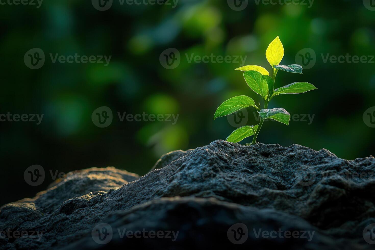 A young plant growing on a rock in soft lighting. photo