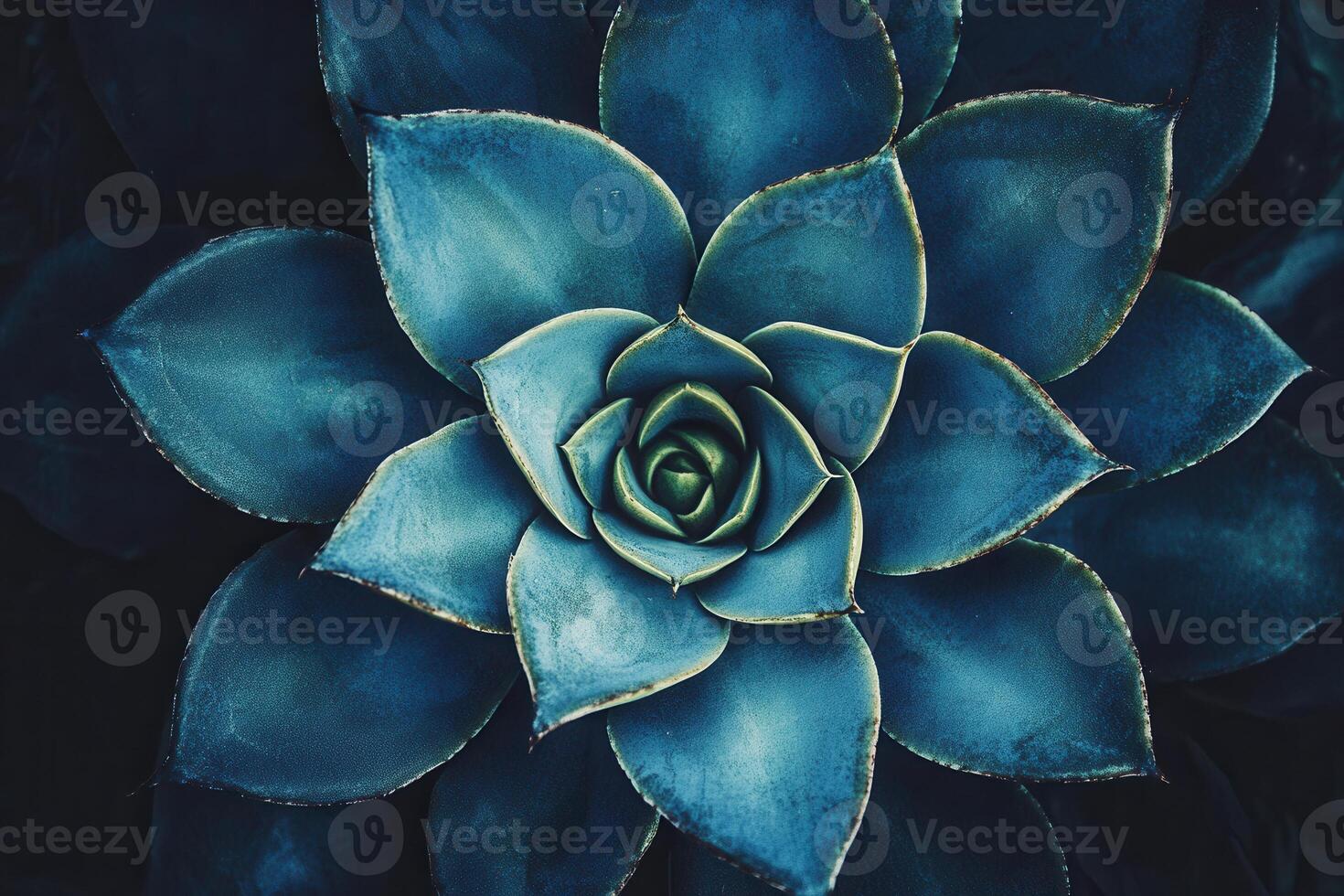 Aerial view of a succulent plant with blue tones. photo