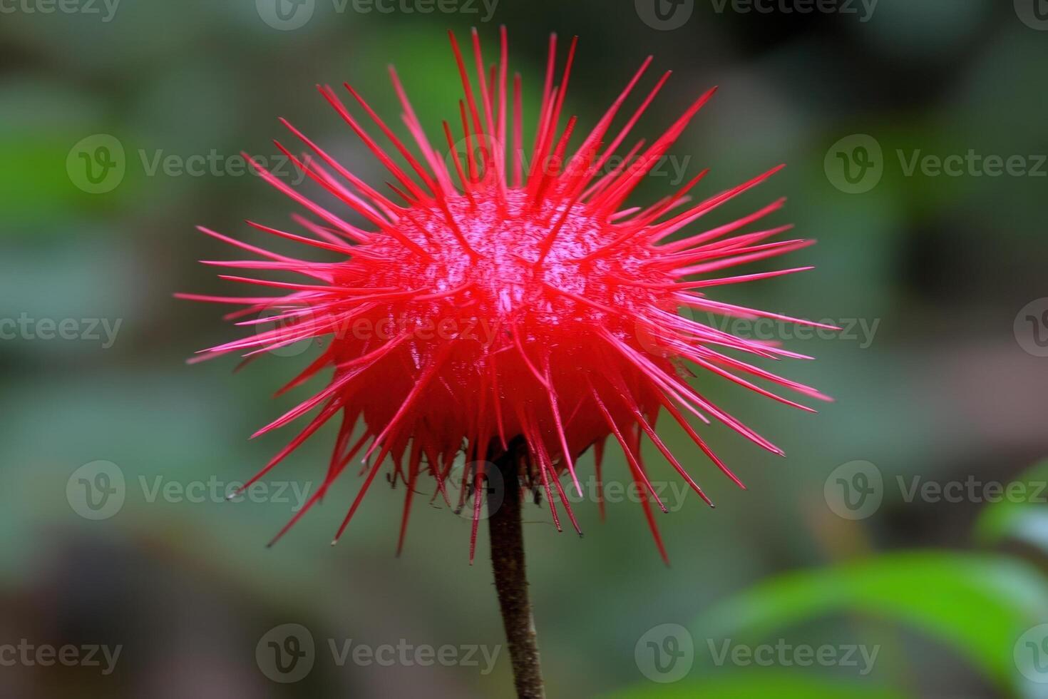 Bright red spiky flower in a natural setting. photo