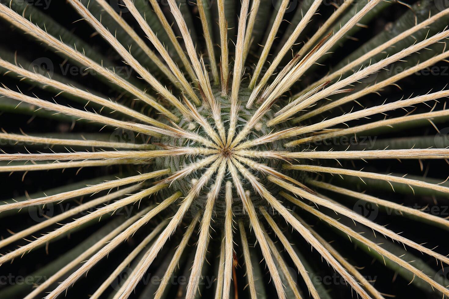 Close-up of a cactus with radiating spines. photo