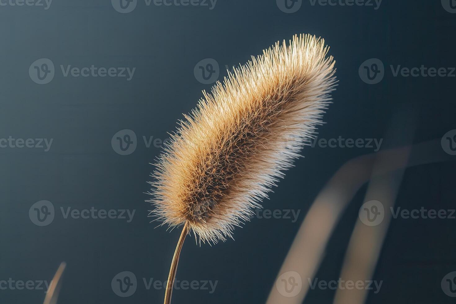 Close-up of a fluffy grass seed head against a dark background. photo