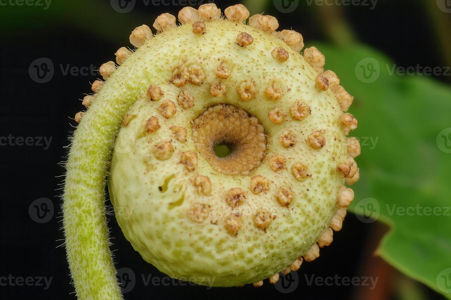 Close-up of a unique, spiraled plant structure. photo
