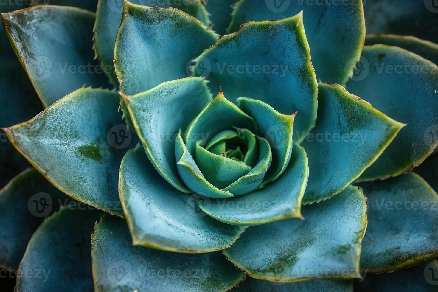 Close-up of a vibrant succulent plant. photo