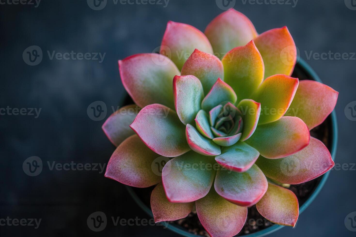 Close-up of a vibrant succulent plant in a pot. photo