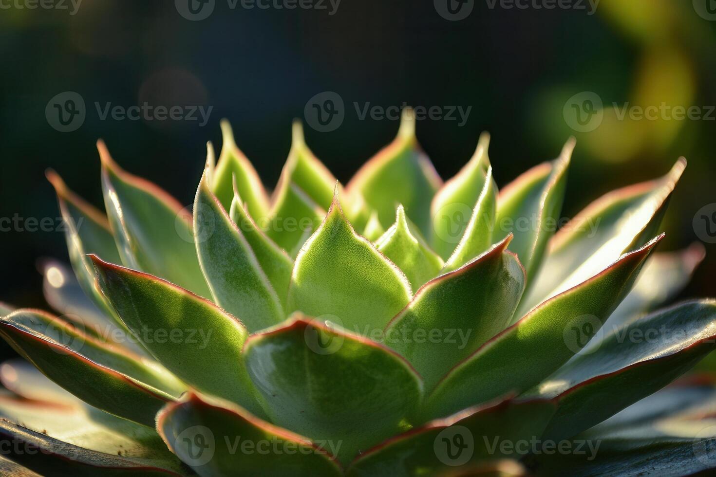 Close-up of a vibrant succulent plant with pointed leaves. photo