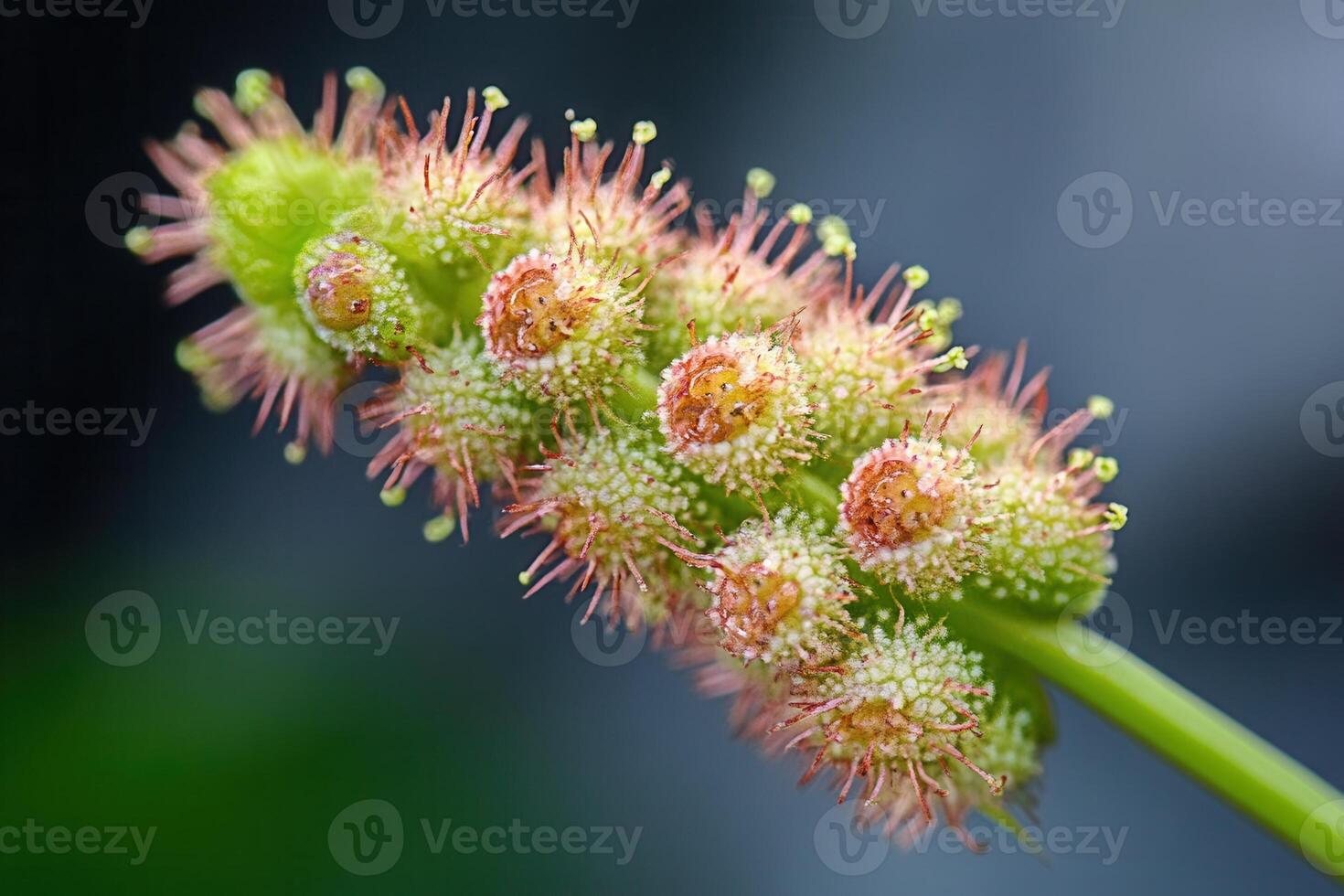 Close-up of a vibrant, spiky plant structure. photo