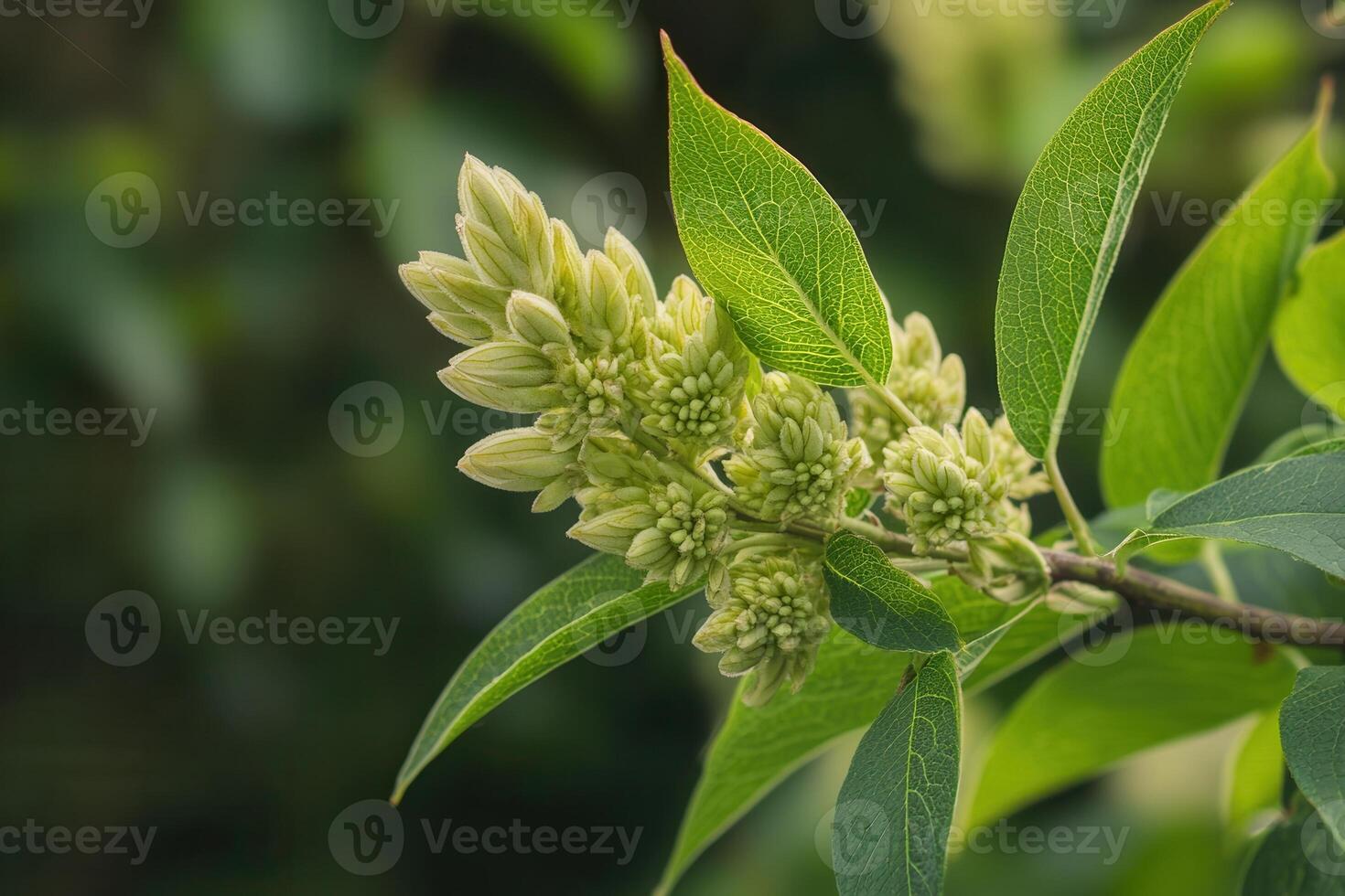 Close-up of flowering plant buds and green leaves. photo