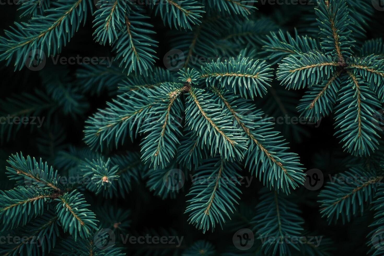 Close-up of evergreen tree branches with lush foliage. photo