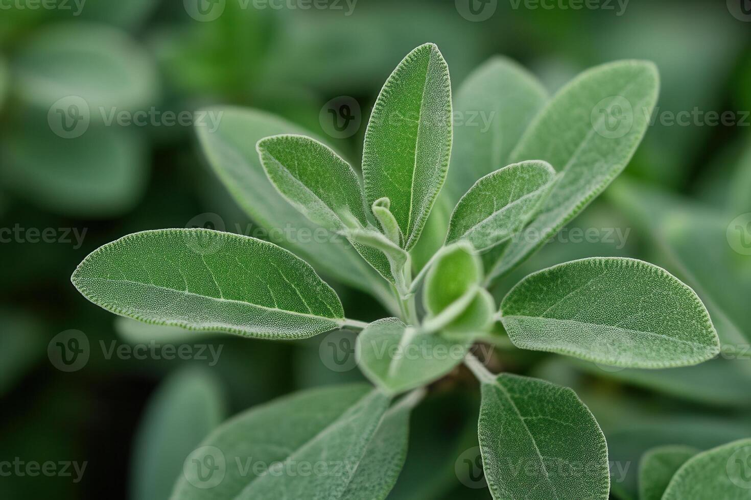 Close-up of green leaves showcasing texture and growth. photo