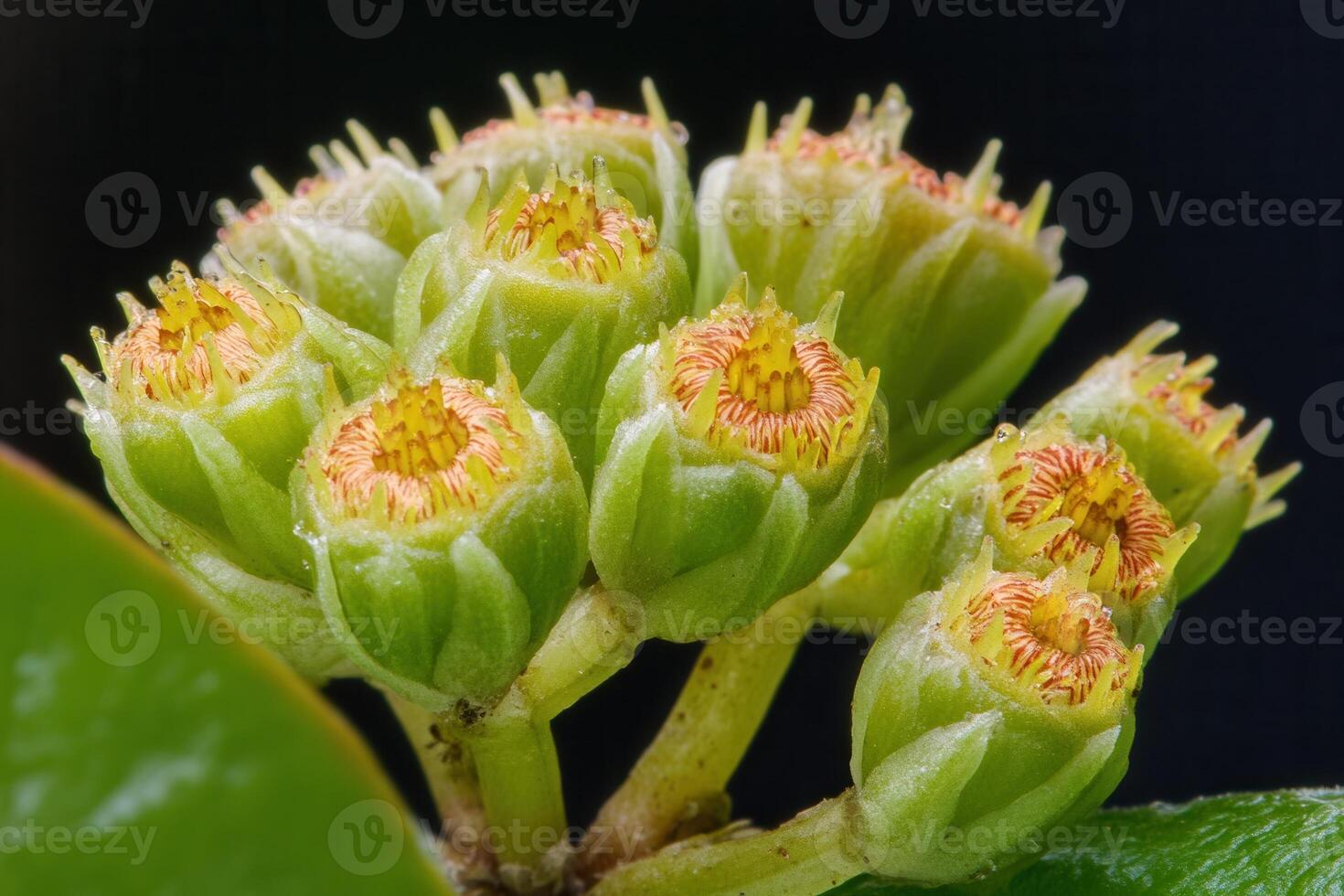 Close-up of plant buds with vibrant floral details. photo