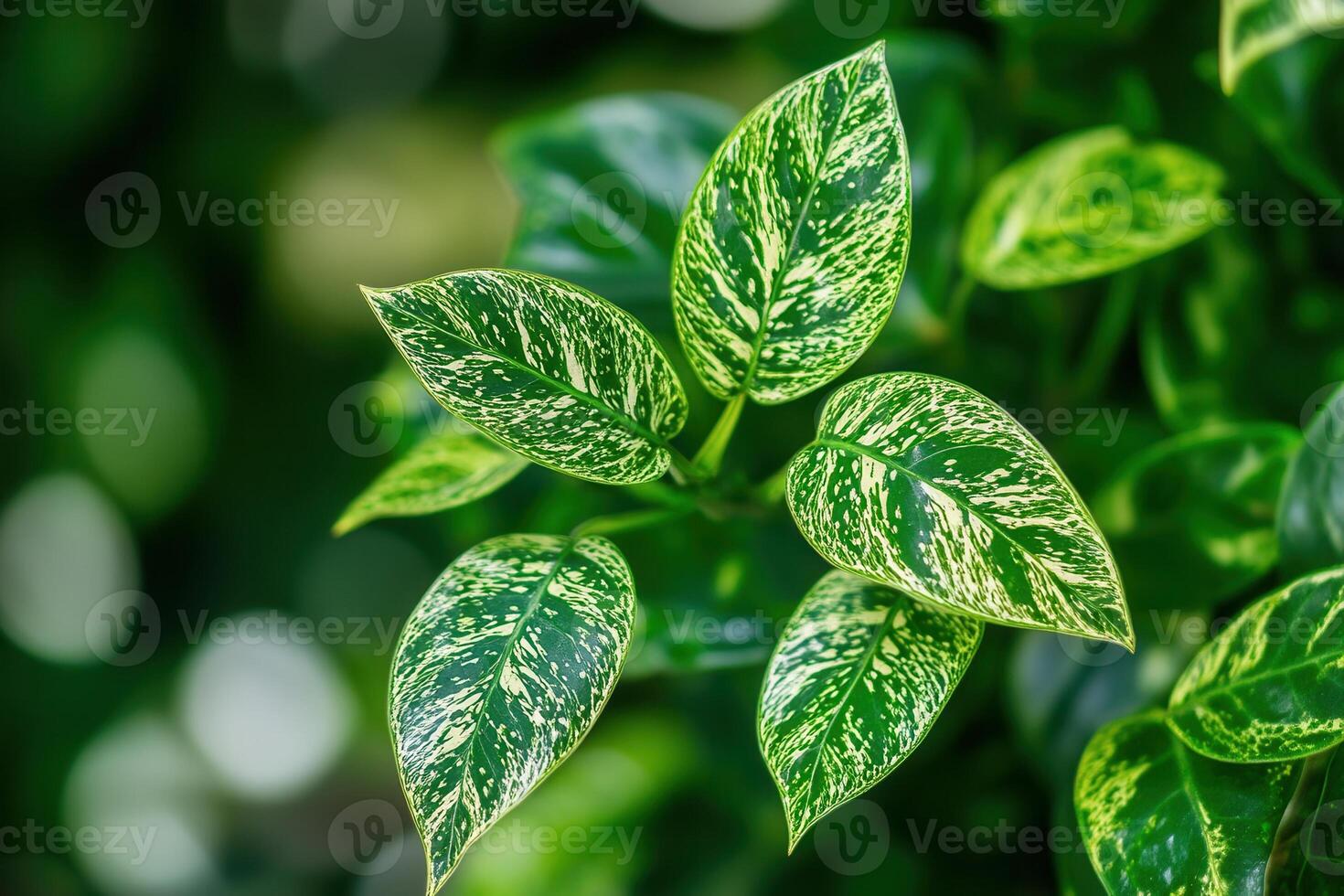 Close-up of vibrant green leaves with variegated patterns. photo