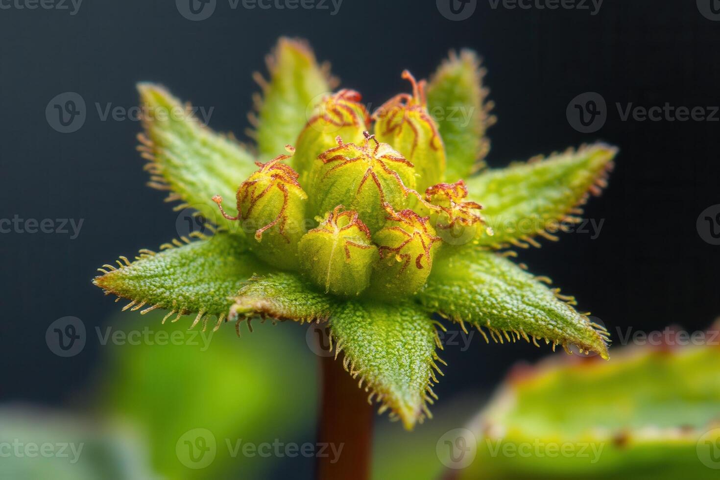 Close-up of a unique green plant with budding features. photo