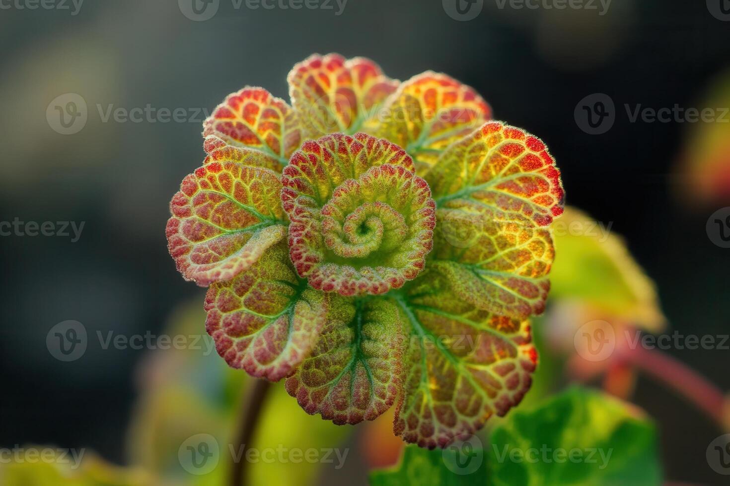 Close-up of a vibrant, spiral-patterned plant leaf. photo