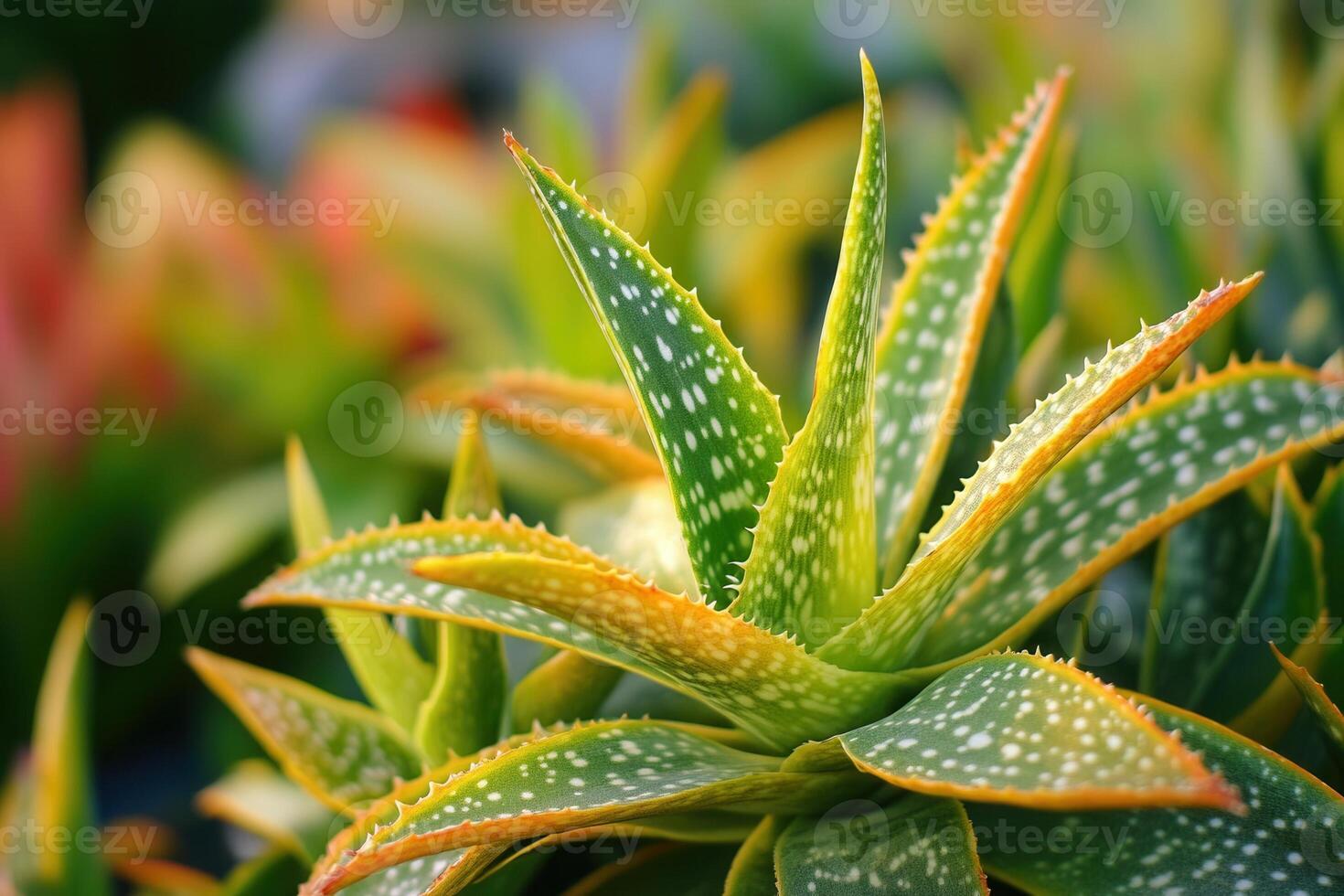Close-up of vibrant aloe vera plant leaves. photo