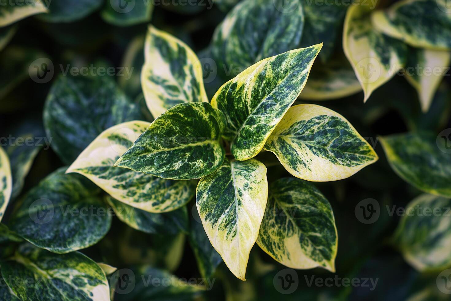 Close-up of vibrant green and yellow patterned leaves. photo