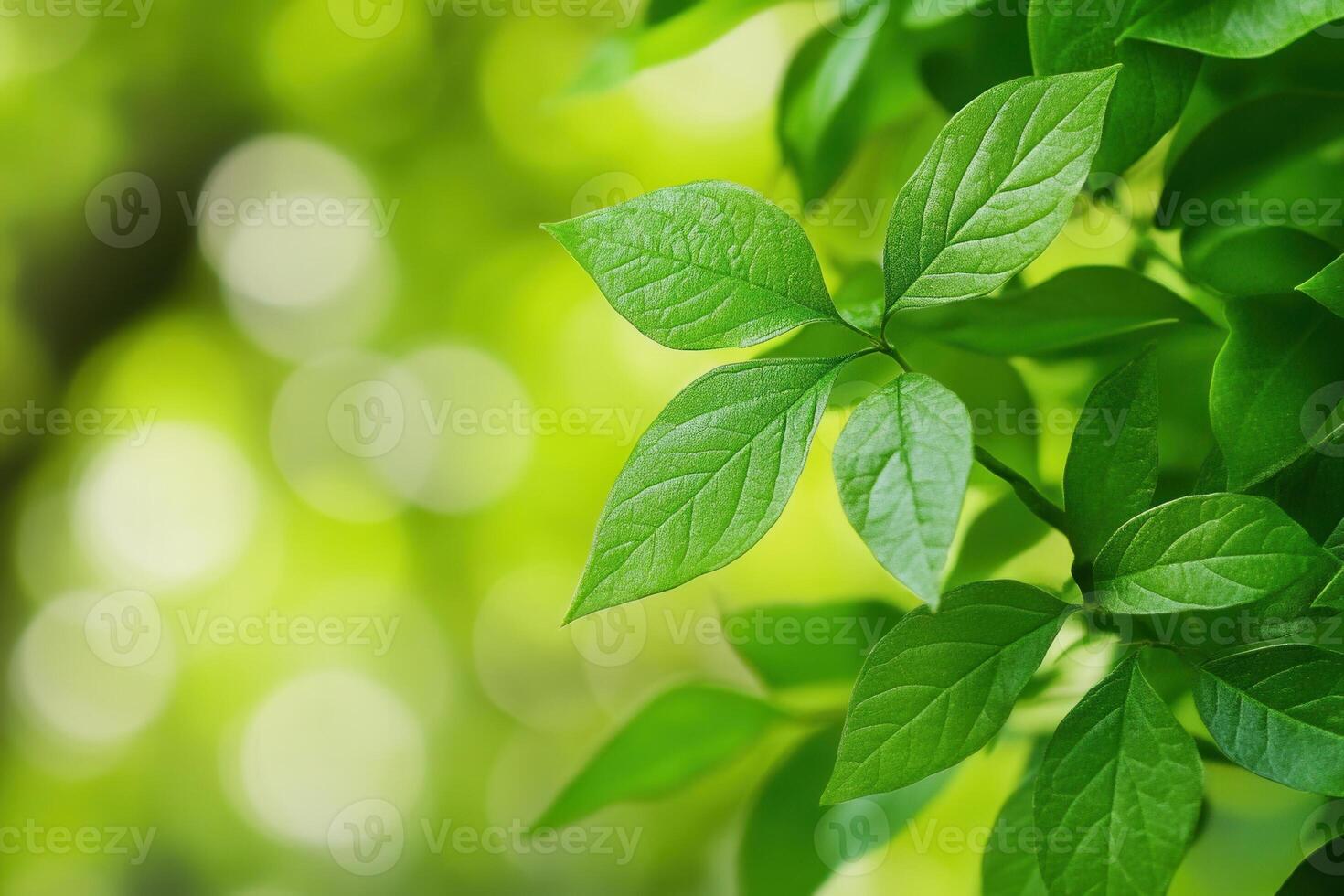 Close-up of vibrant green leaves with a blurred background. photo