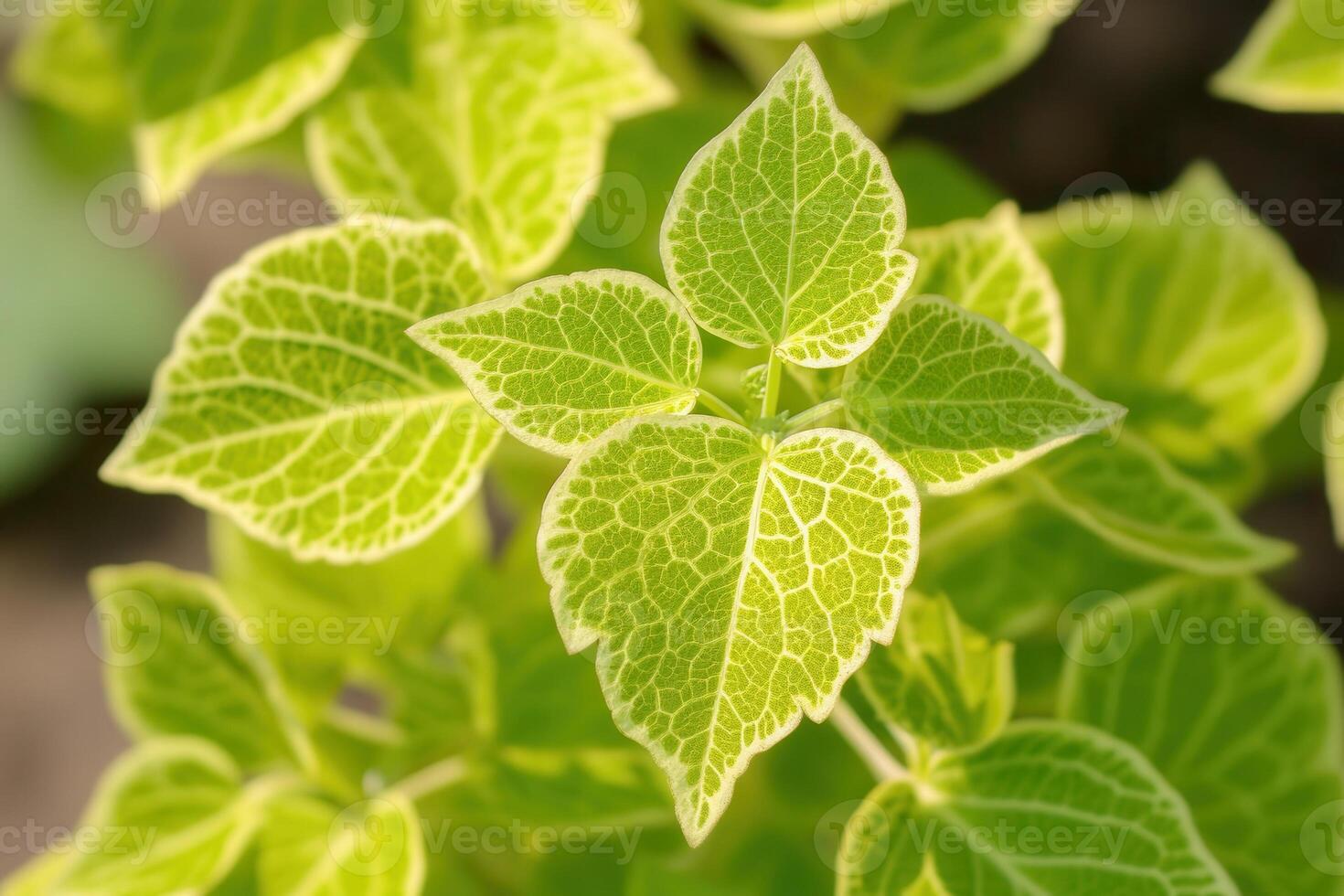 Close-up of vibrant green leaves with intricate patterns. photo