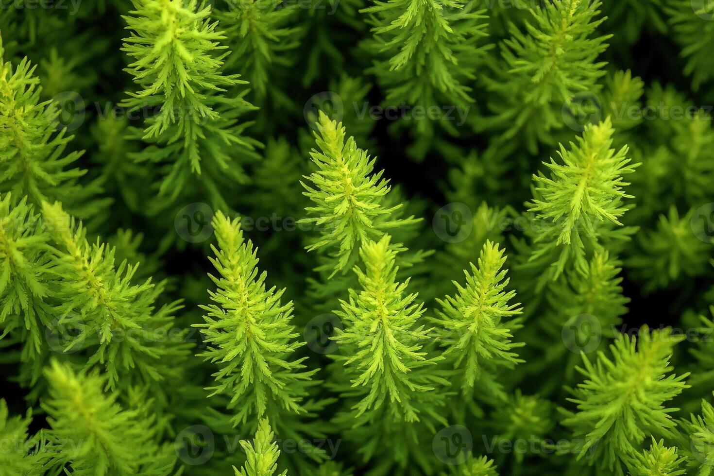 Close-up of vibrant green plant foliage. photo