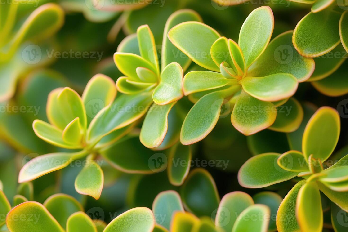 Close-up of vibrant green succulent leaves. photo