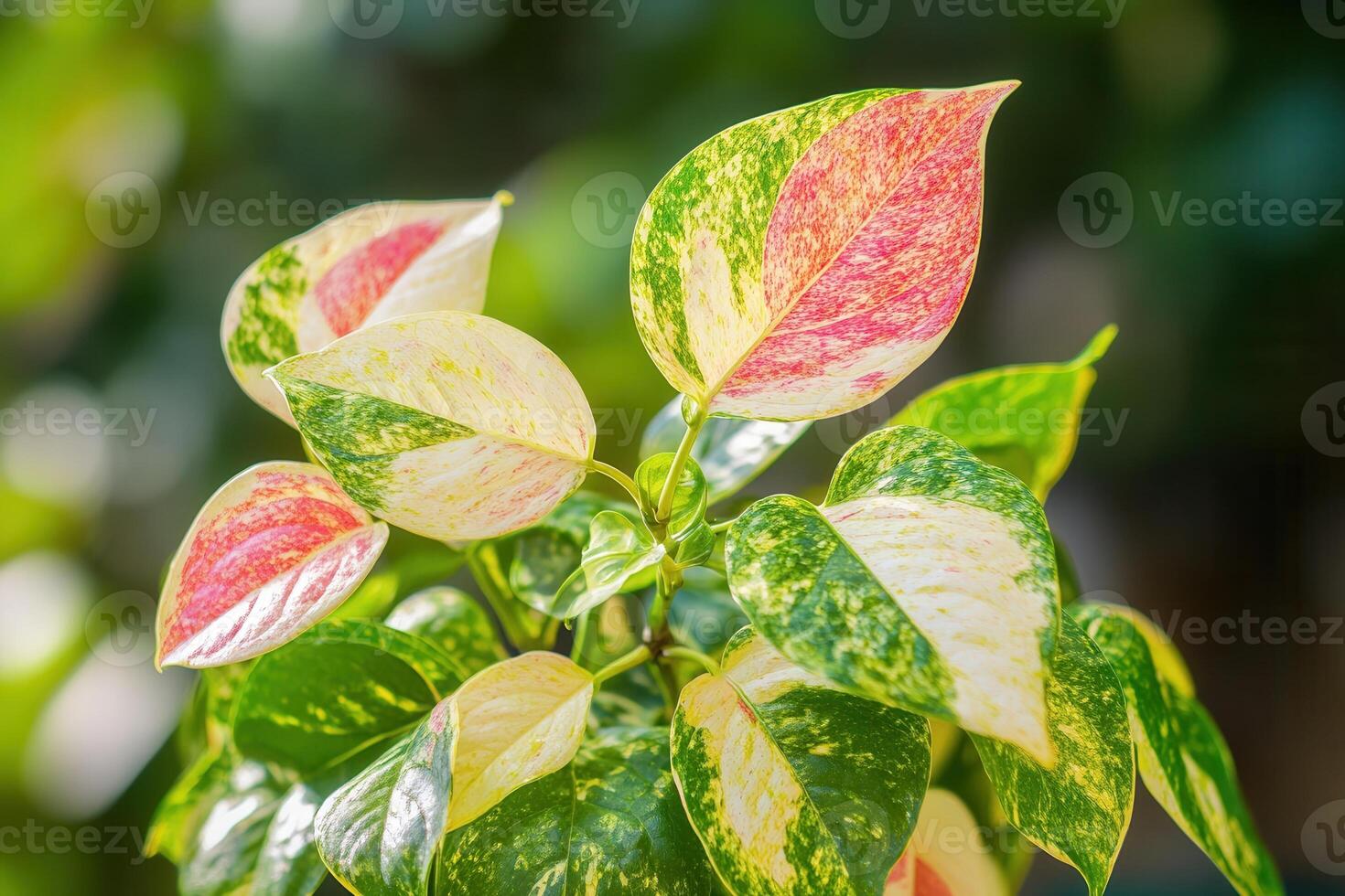 Colorful leaves of a plant with vibrant patterns. photo