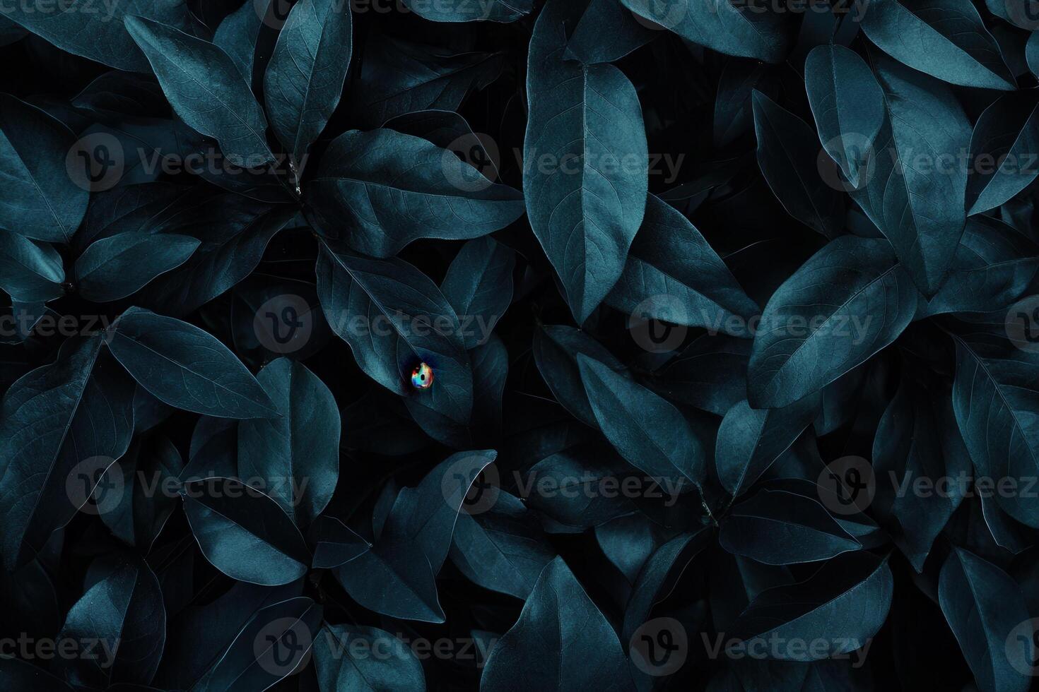 Dark foliage with a hint of color. photo