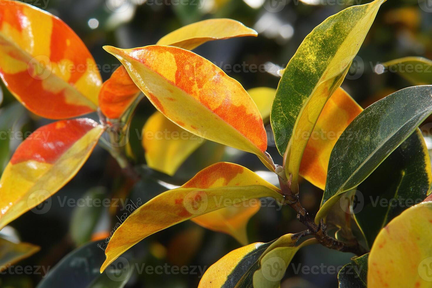 Close-up of vibrant leaves showcasing autumn colors. photo