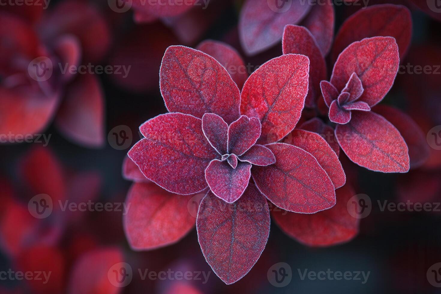 Close-up of vibrant red leaves with intricate textures. photo