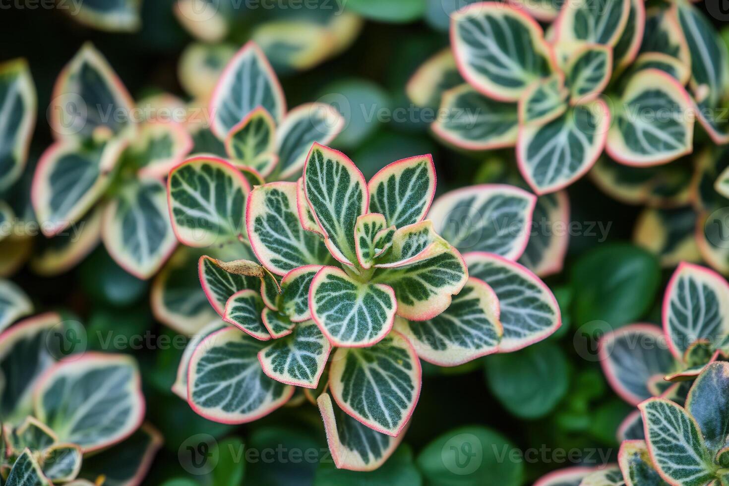 Close-up of vibrant, patterned green and pink leaves. photo