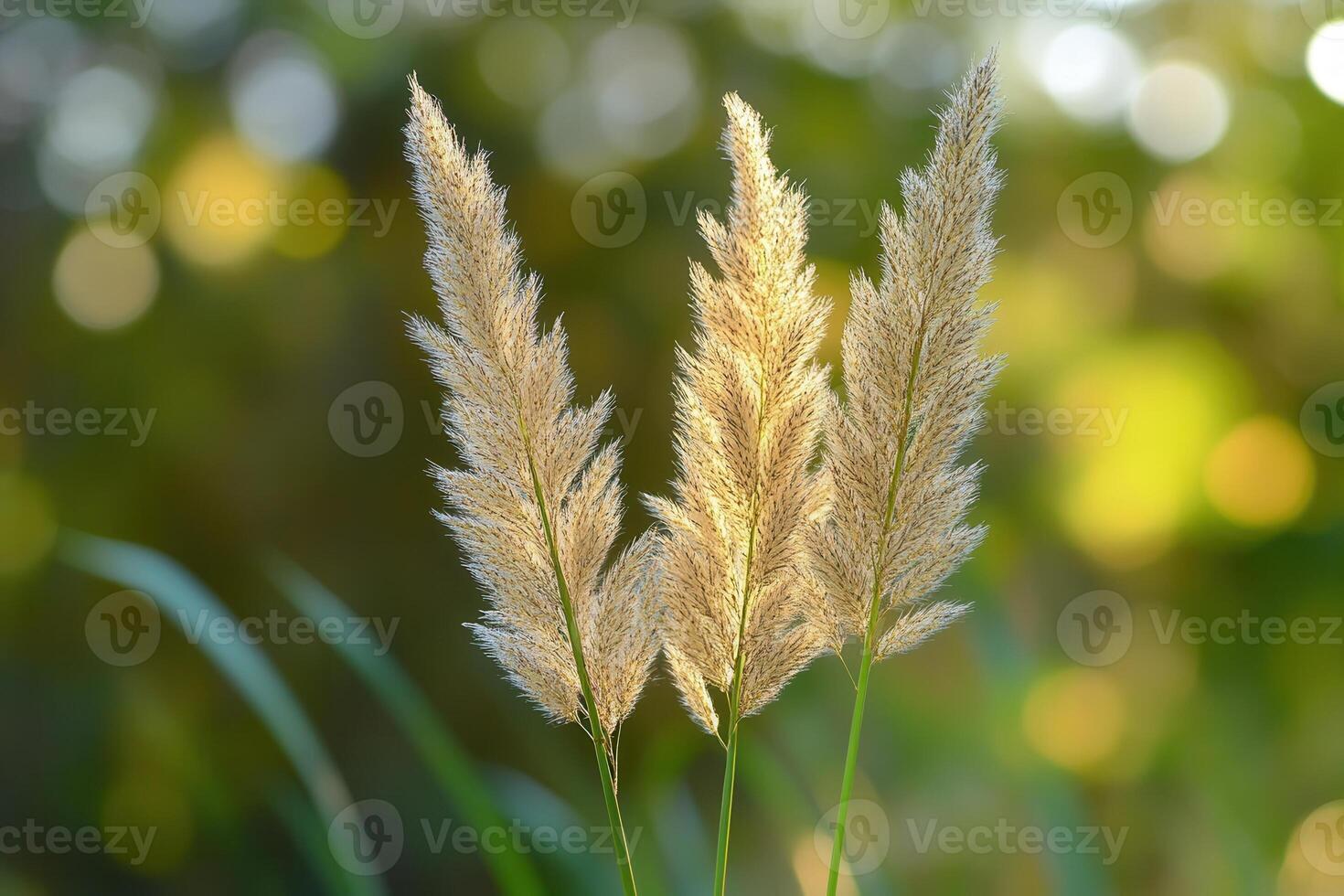 Elegant grass plumes against a soft, blurred background. photo