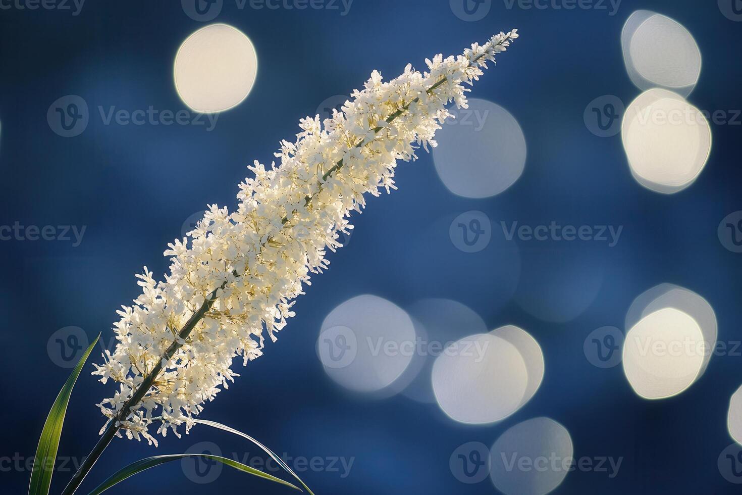 Elegant white flower against a blurred blue background. photo