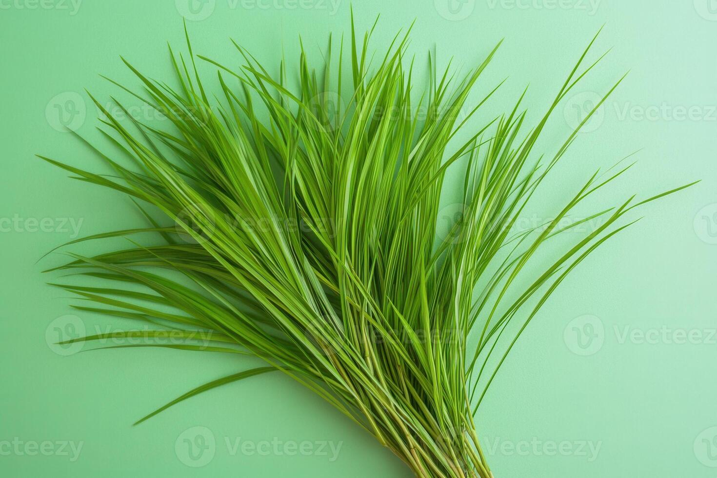 Fresh green grass arranged on a light background. photo