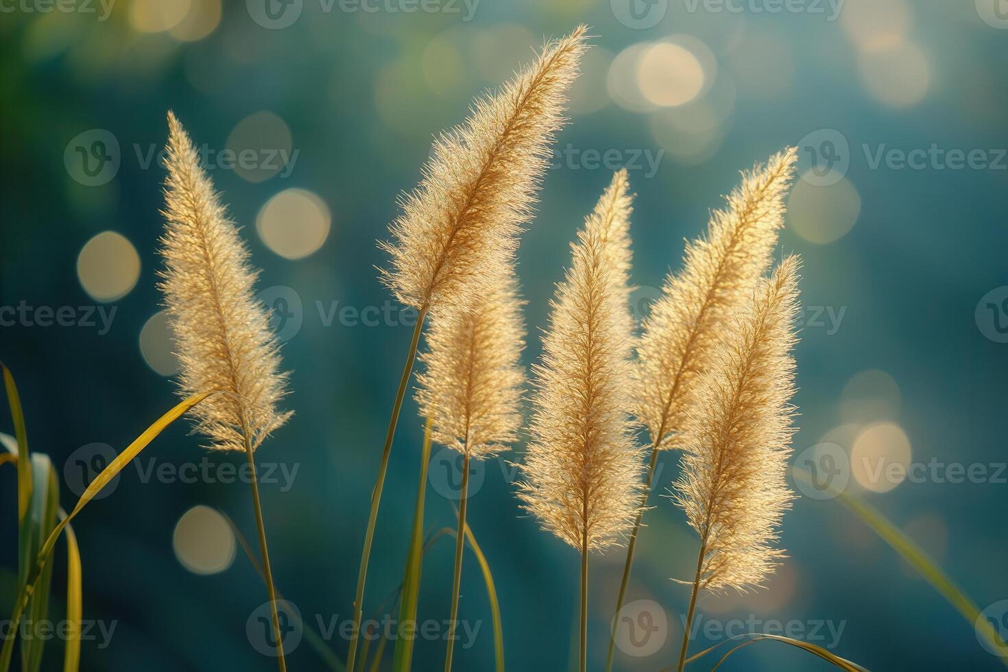 Golden grass swaying in soft light, creating a serene scene. photo