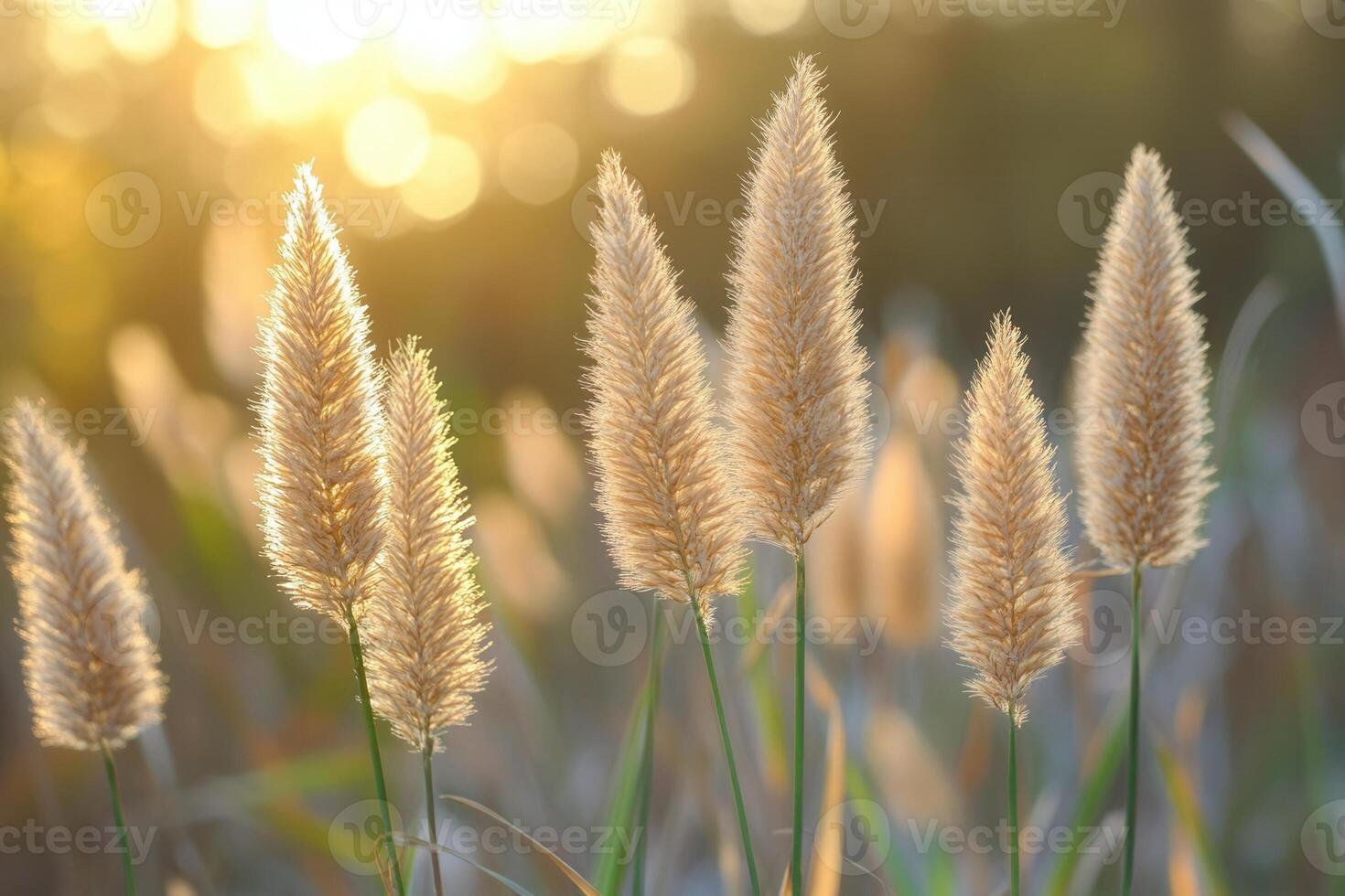 Golden grasses illuminated by soft sunlight. photo
