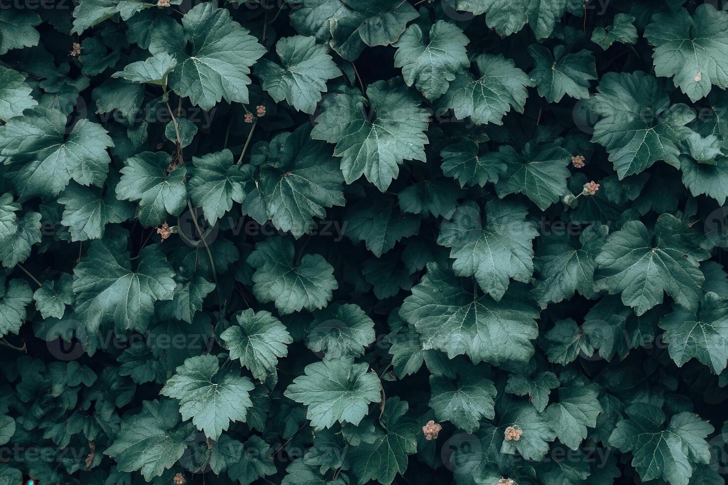 Dense green foliage with textured leaves and subtle flowers. photo
