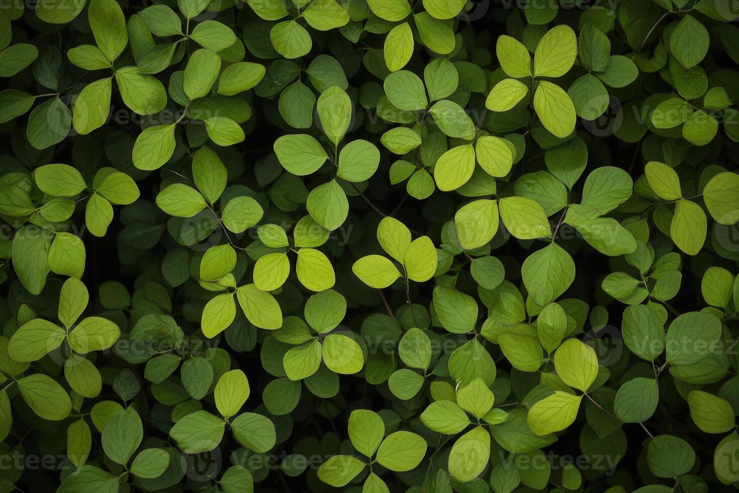 Dense green foliage with varying leaf shapes and sizes. photo