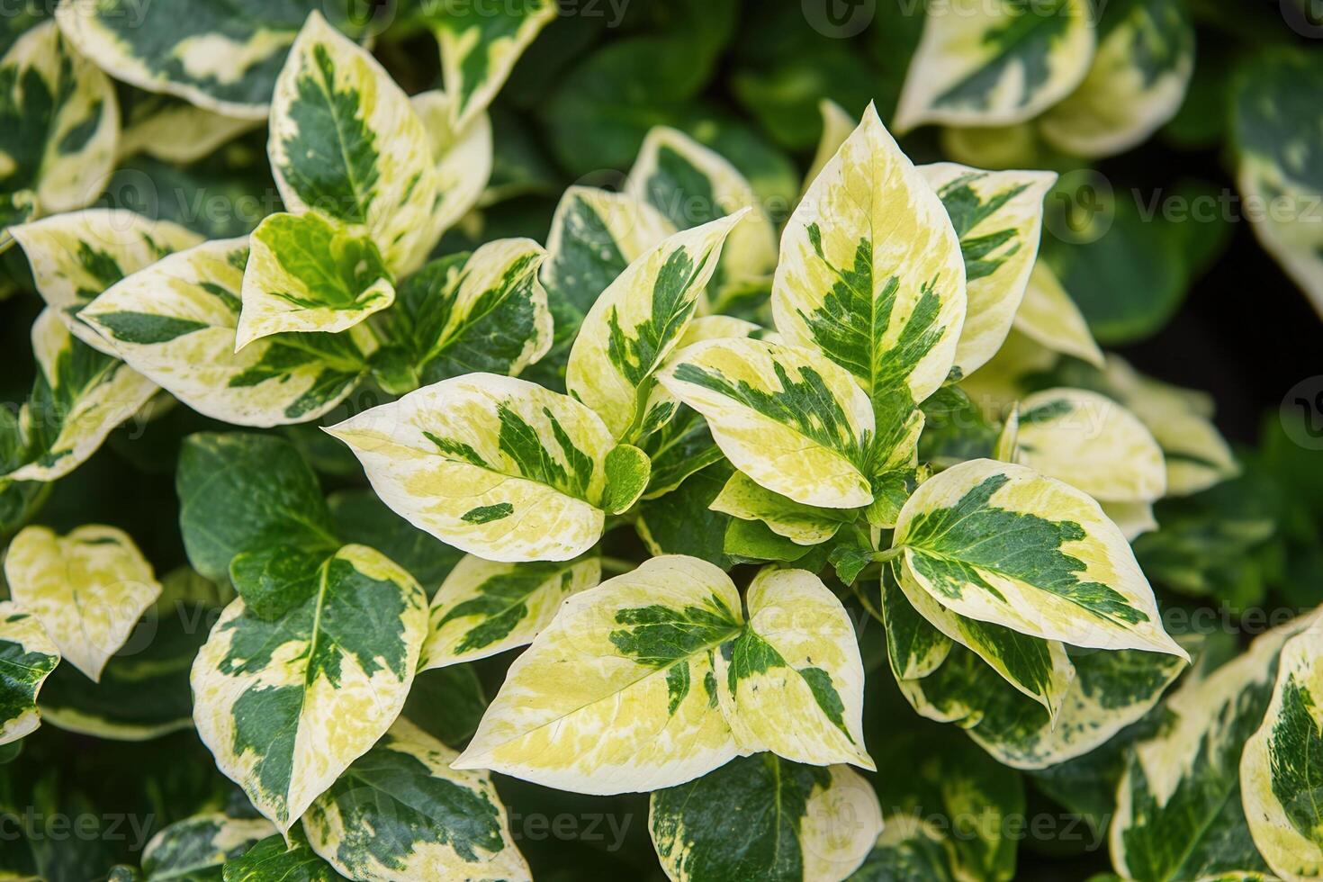 Green and cream variegated leaves in close-up view. photo