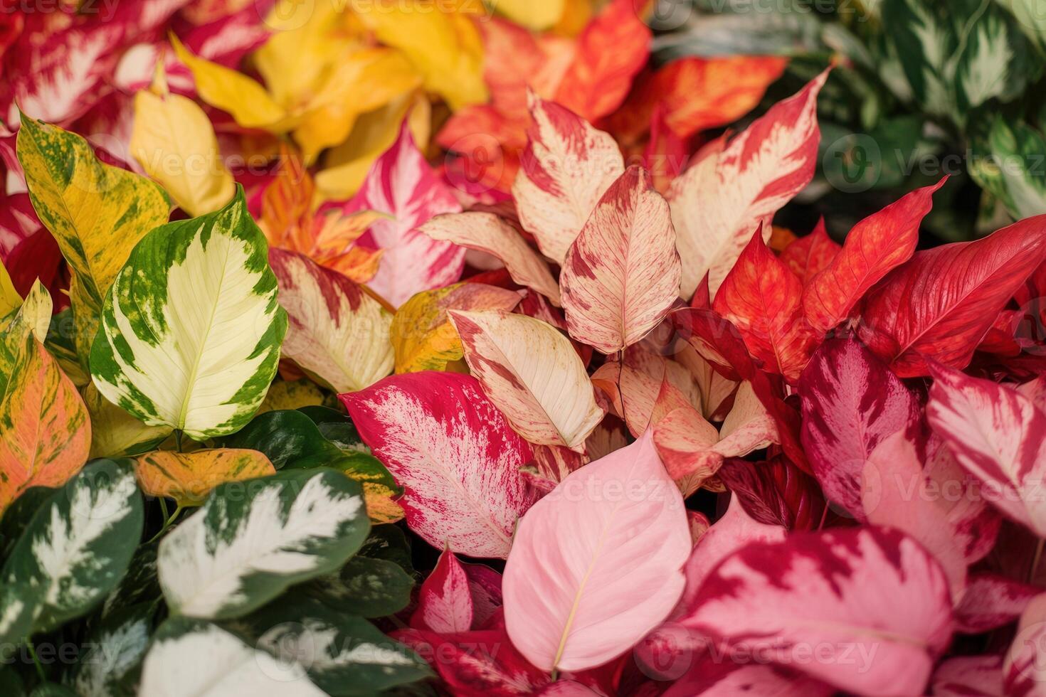 Colorful foliage with various leaf patterns and colors. photo