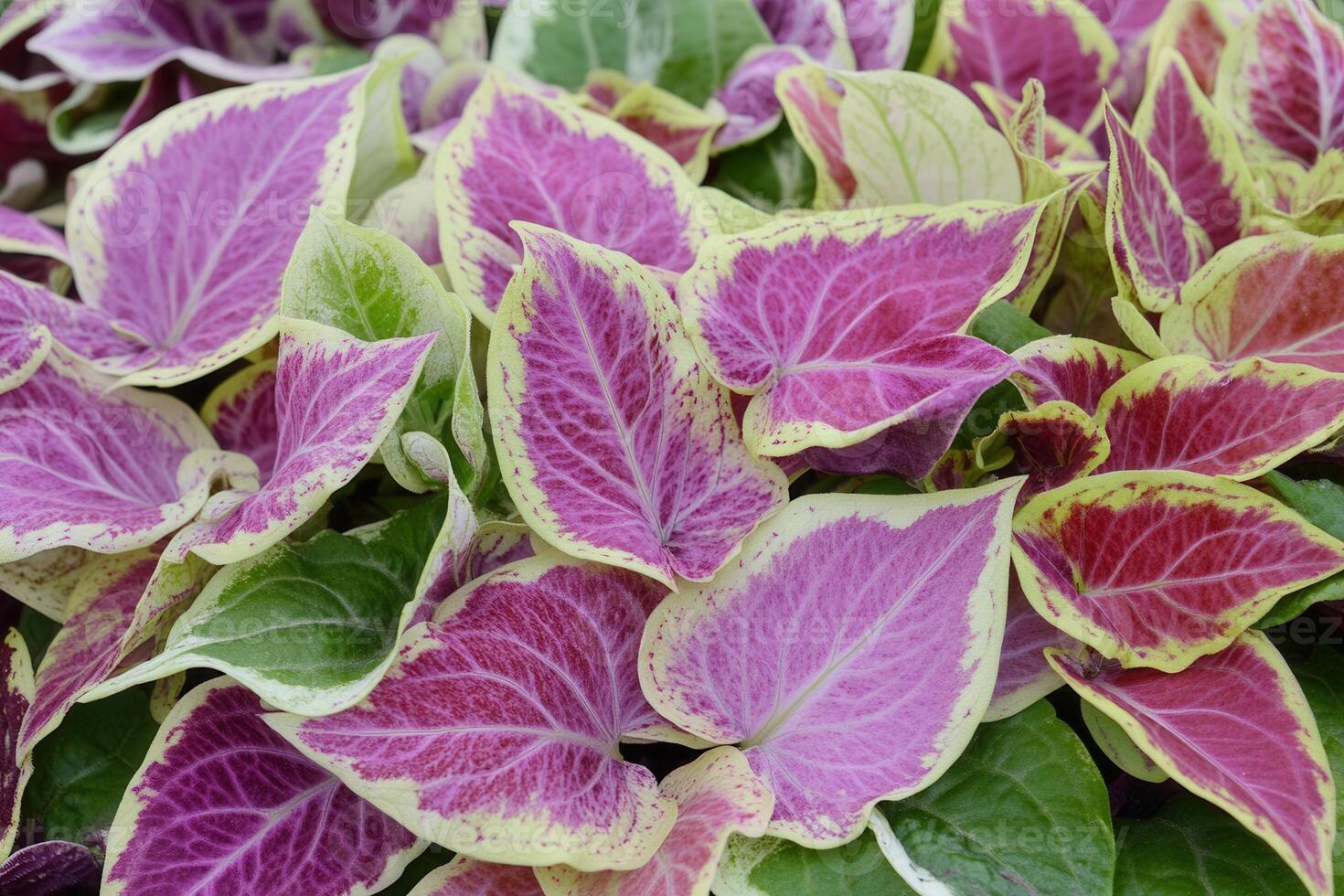 Colorful leaves of a tropical plant display vibrant patterns. photo