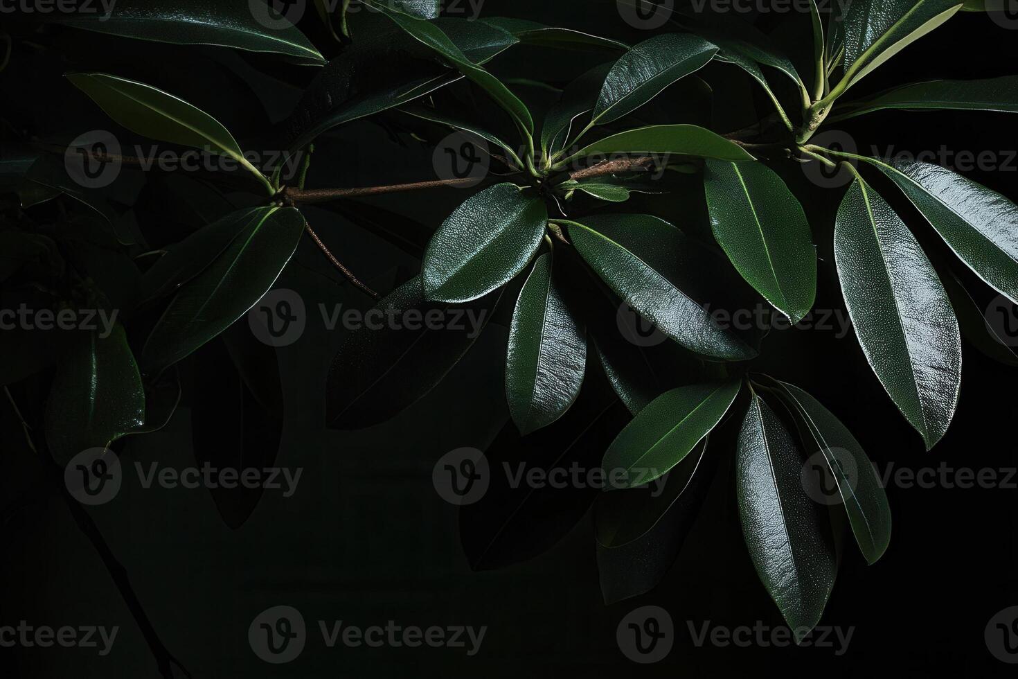Dark green leaves against a black background. photo