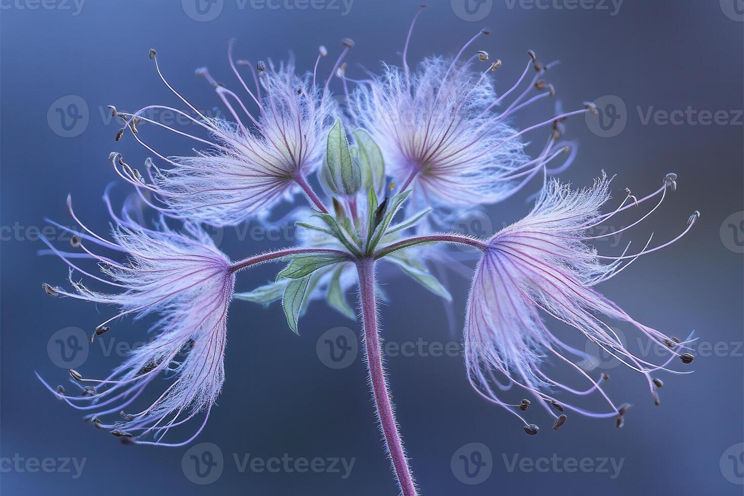 Delicate flower with ethereal, wispy petals. photo
