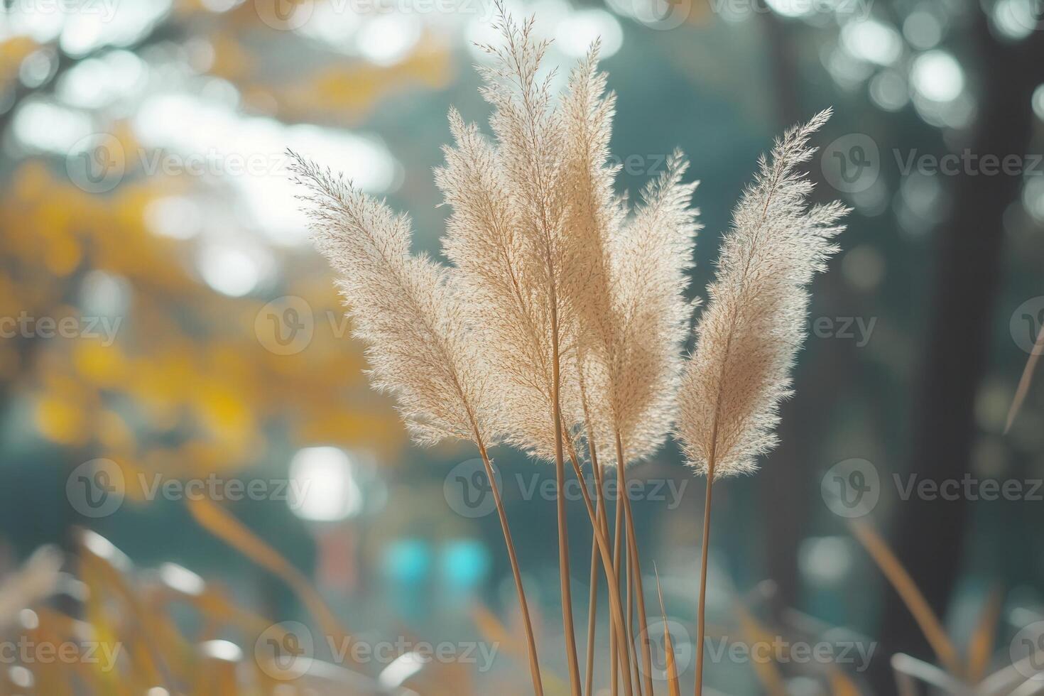 Delicate pampas grass swaying in soft autumn light. photo
