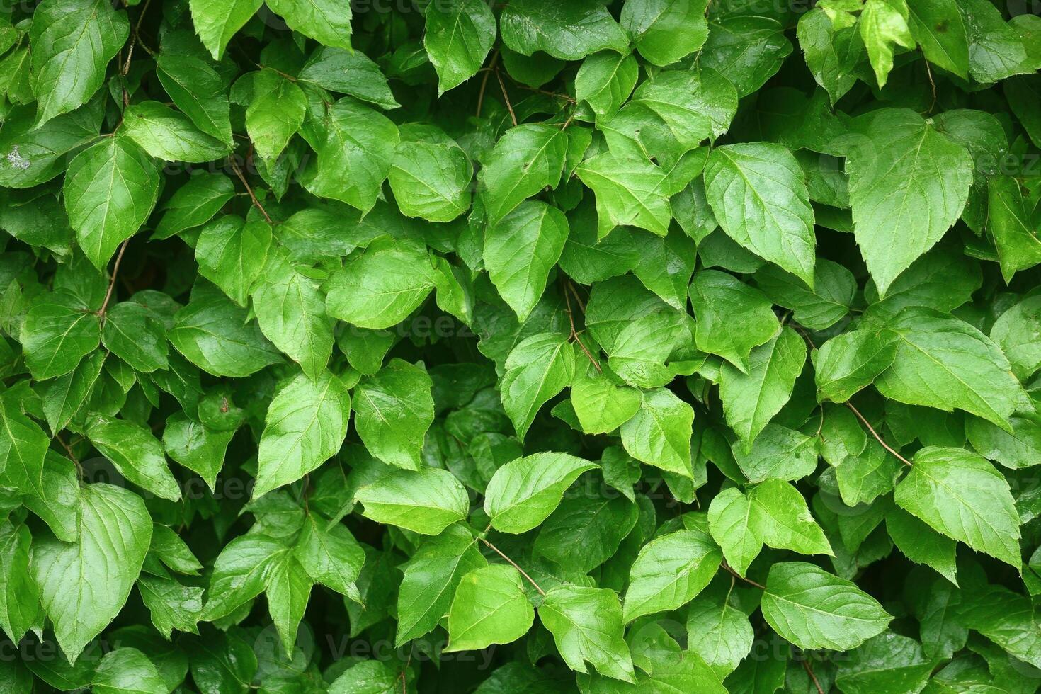 Dense green leaves creating a lush, natural backdrop. photo