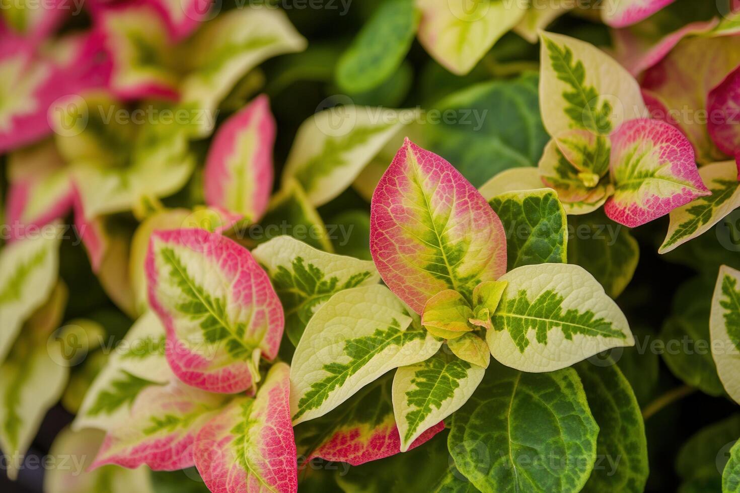 Colorful leaves with pink and green patterns. photo